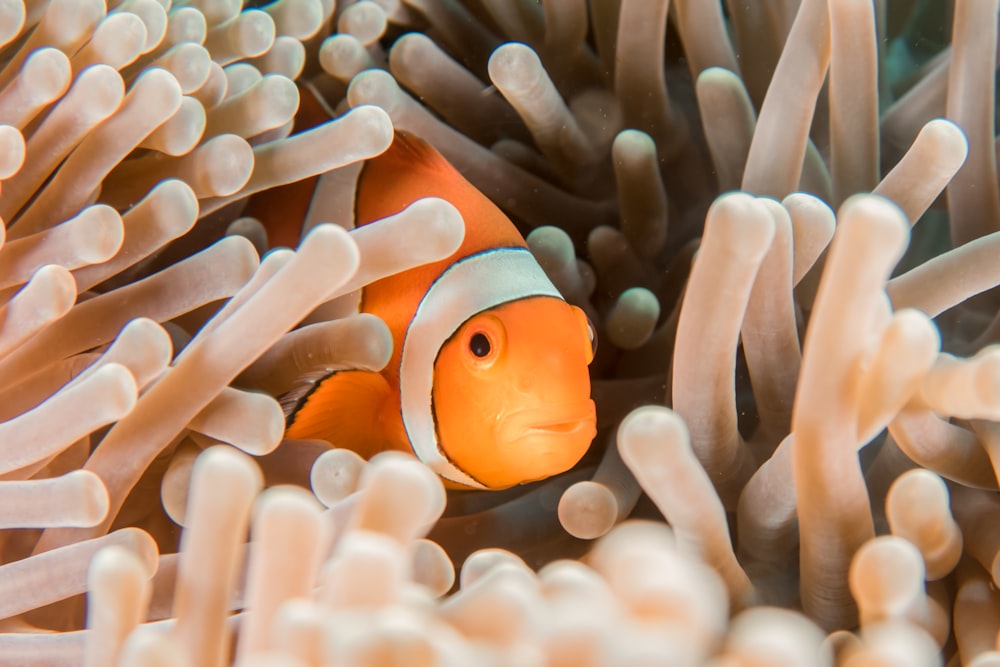 Scuba diving in Mauritius